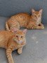 Milo und Simba